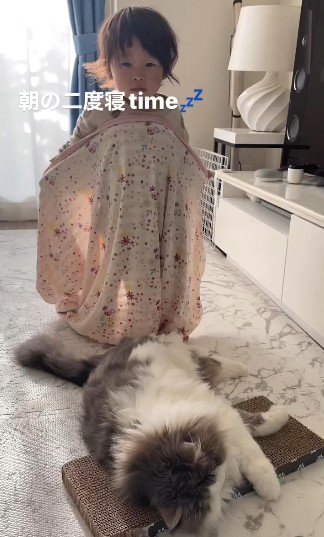 毛布を持ってきた子どもと猫