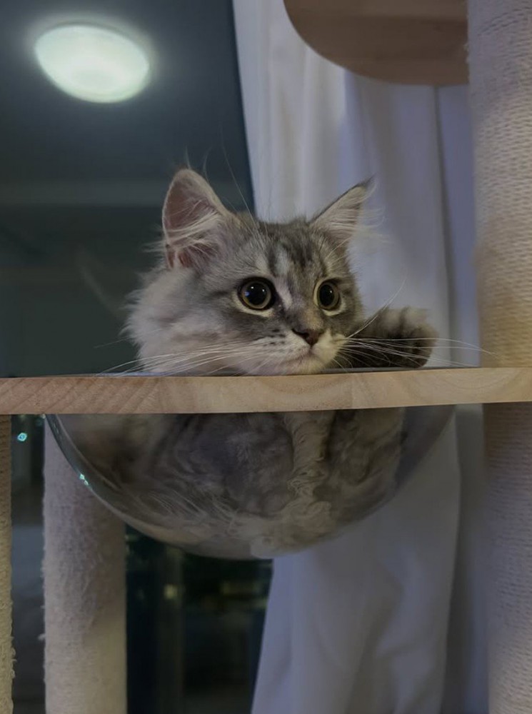 タワーのベッドに入ったグレー猫