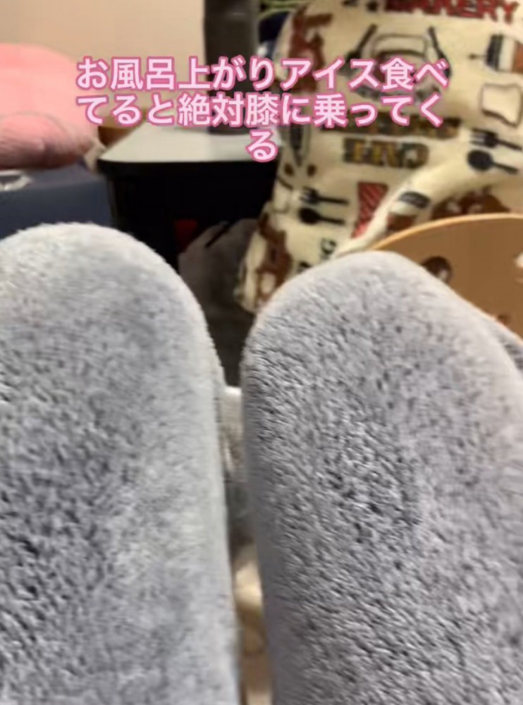 飼い主さんの膝