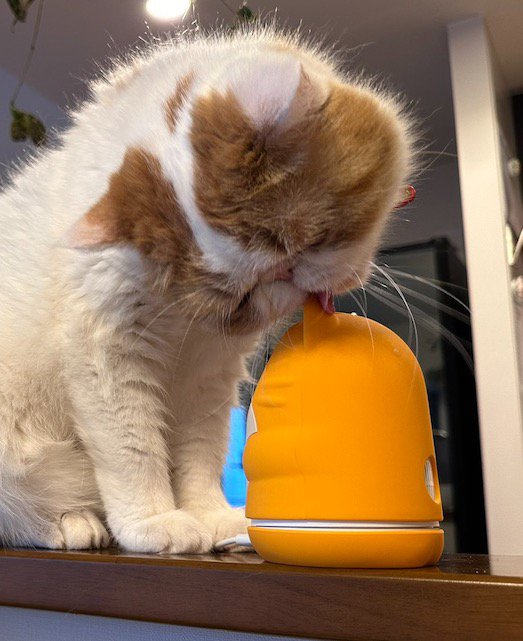 見守りカメラを舐める猫