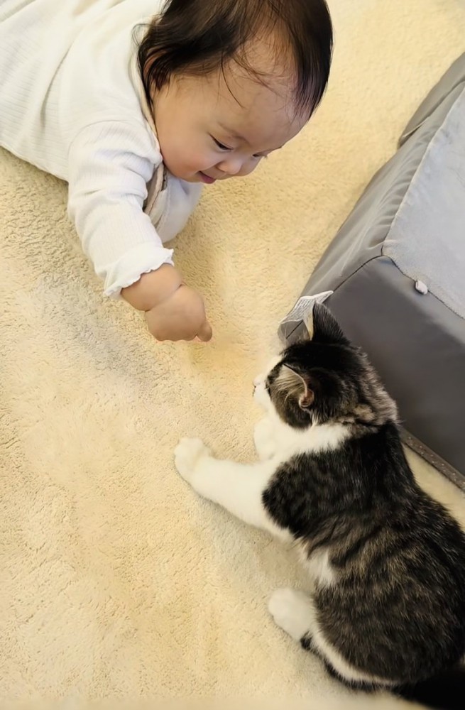 子猫に手を伸ばす赤ちゃん