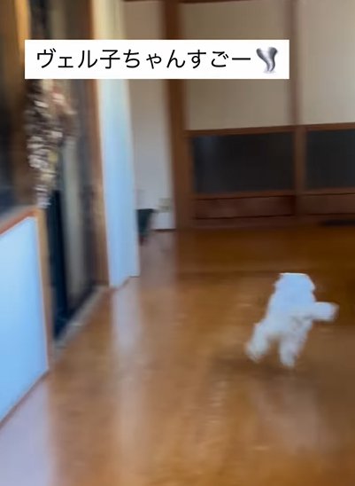 廊下の突き当りまできた猫