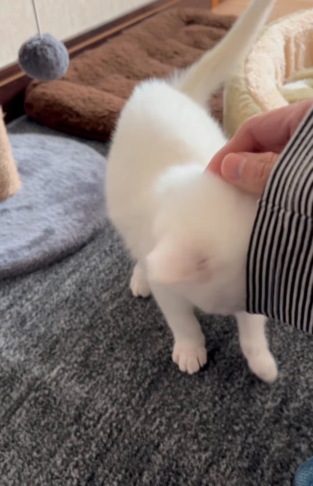 撫でてもらう子猫