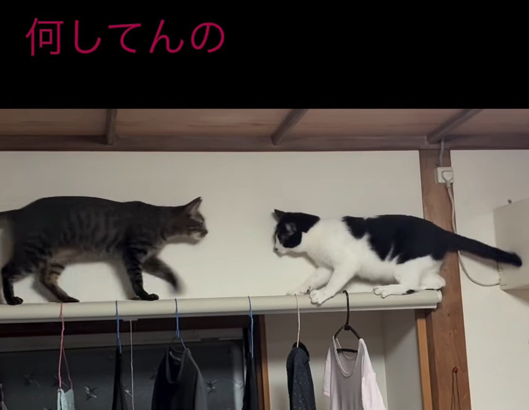 鉢合わせする猫