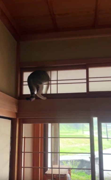 障子に突っ込んだ猫