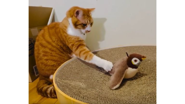 猫と鳥のおもちゃ