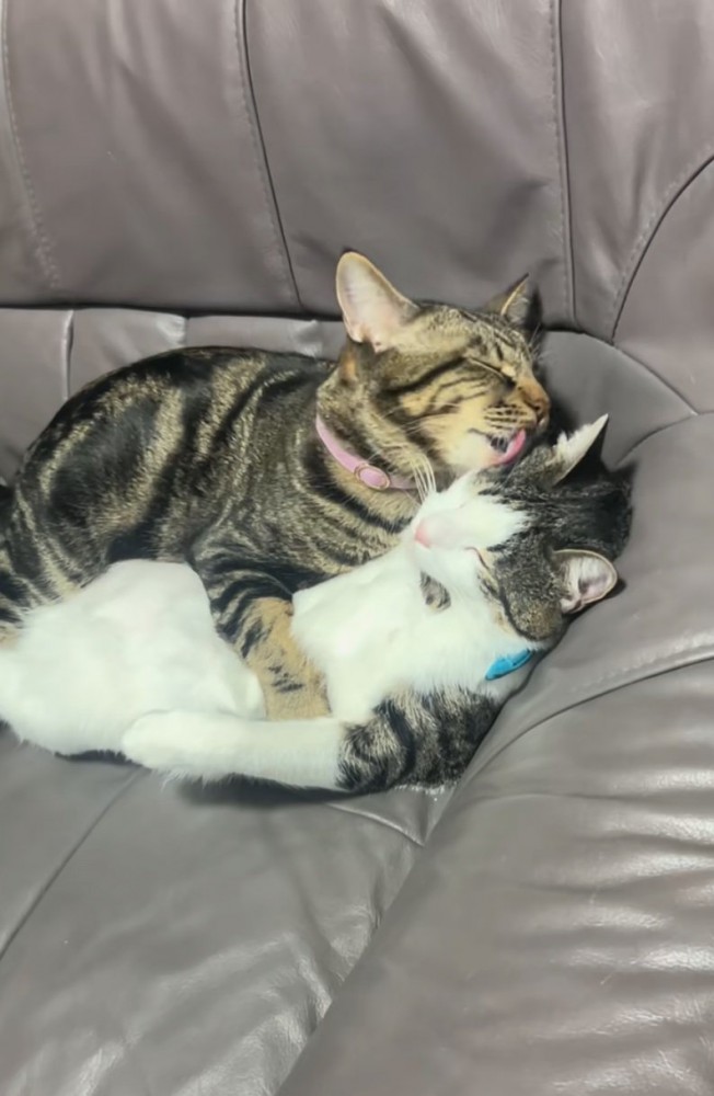 抱きしめて毛づくろい