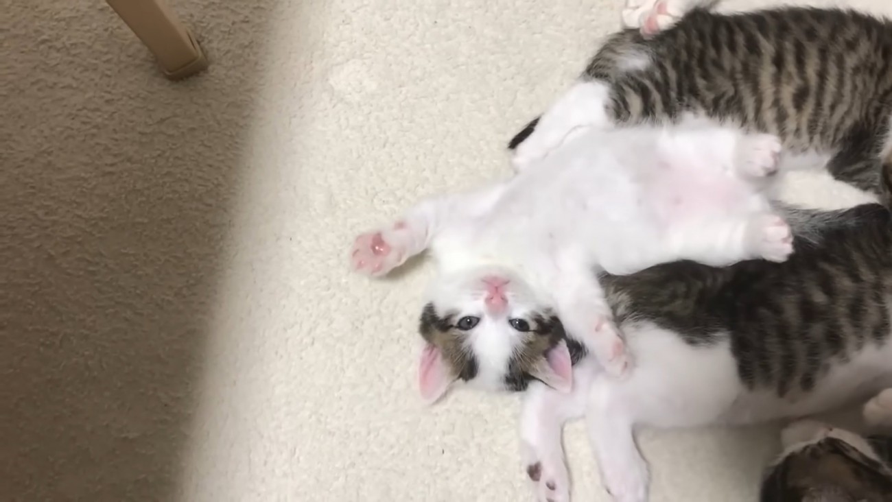 仰向けの子猫