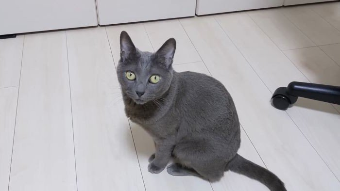 じーっと見つめるハムちゃん