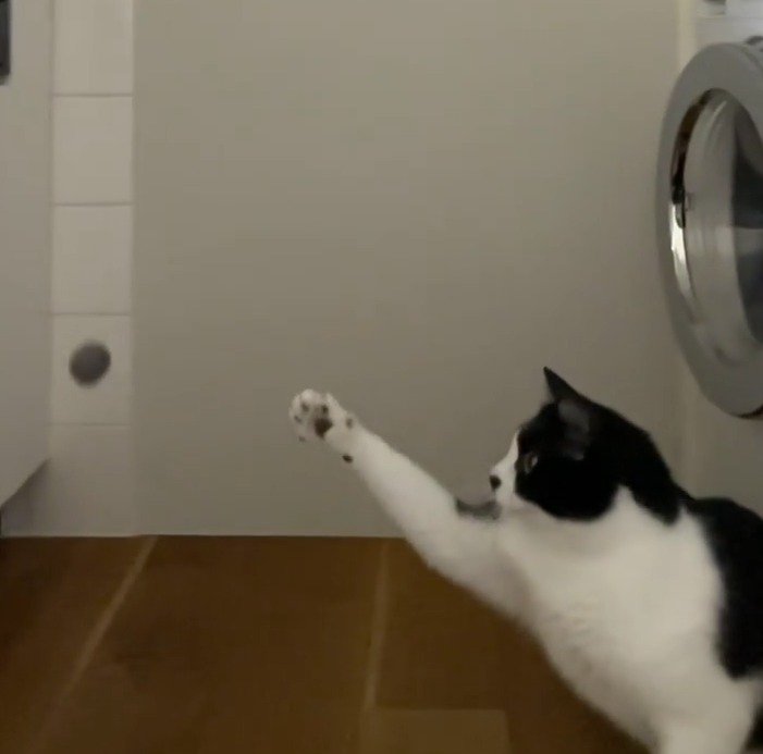 落下するボールに前足を伸ばす猫