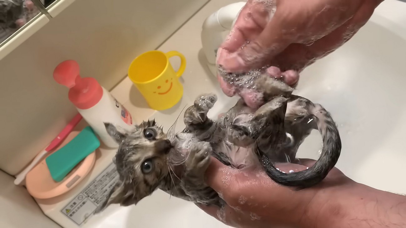 シャンプーされる子猫