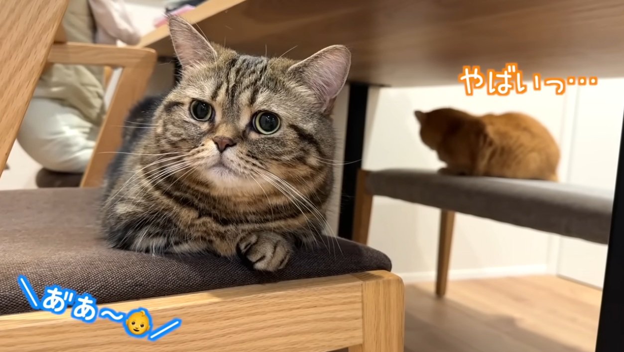 椅子に座っている二匹の猫