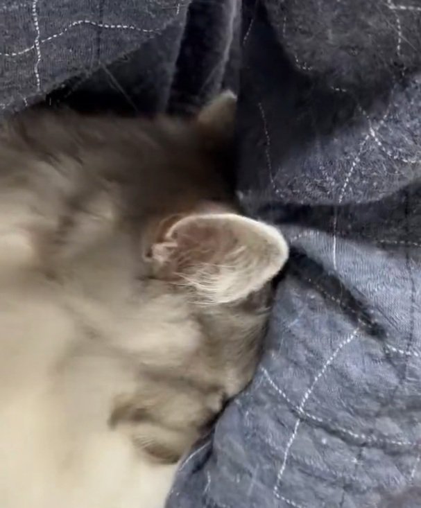 グリグリする猫