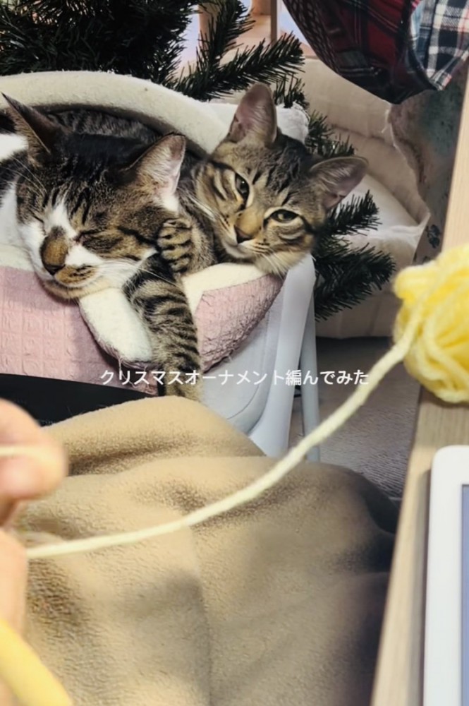 ママの編み物を見守るキジ白猫と子猫