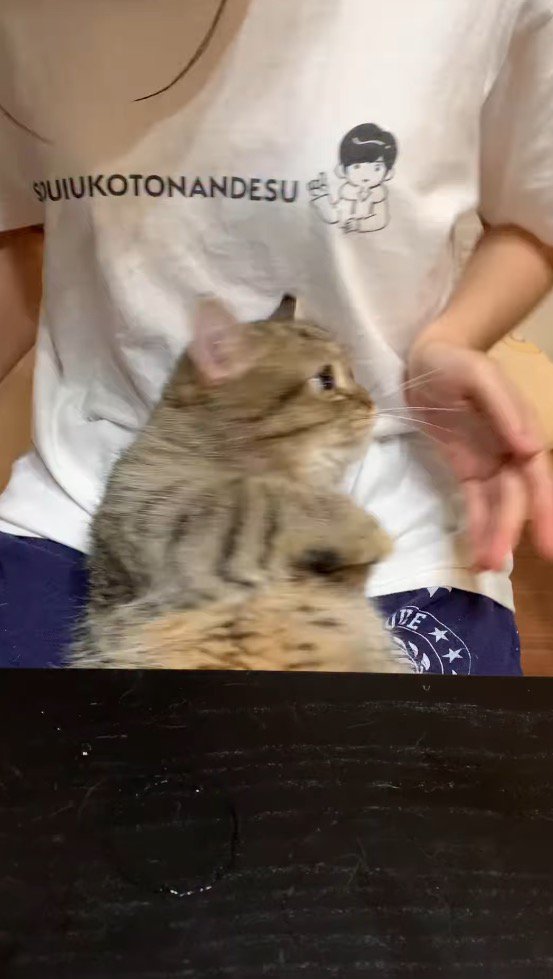 女性の膝の上に横になる猫