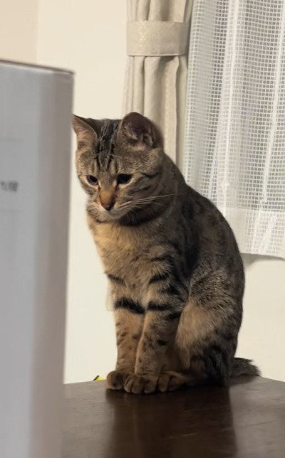 切ない表情の猫