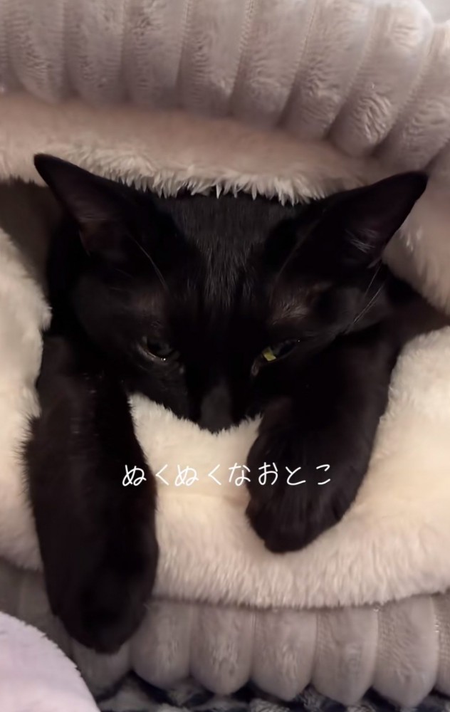ベッド入口とベッドに入る黒猫（少し上からのアングル）