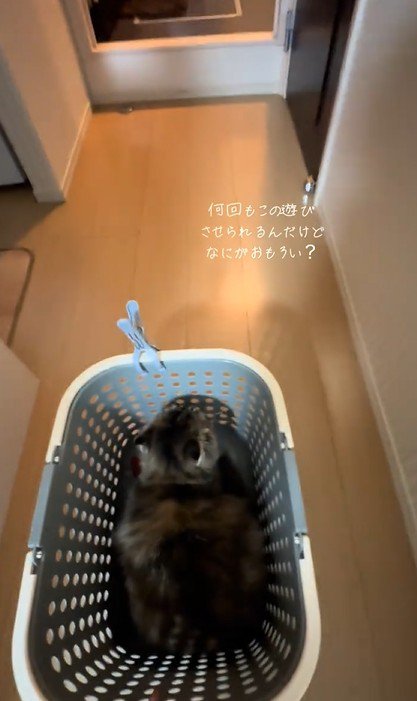 カゴを押してもらう猫