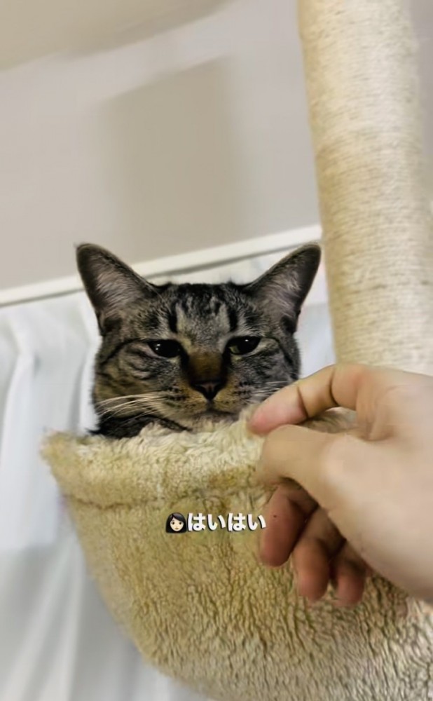 キャットタワーから飼い主を呼ぶキジトラ猫