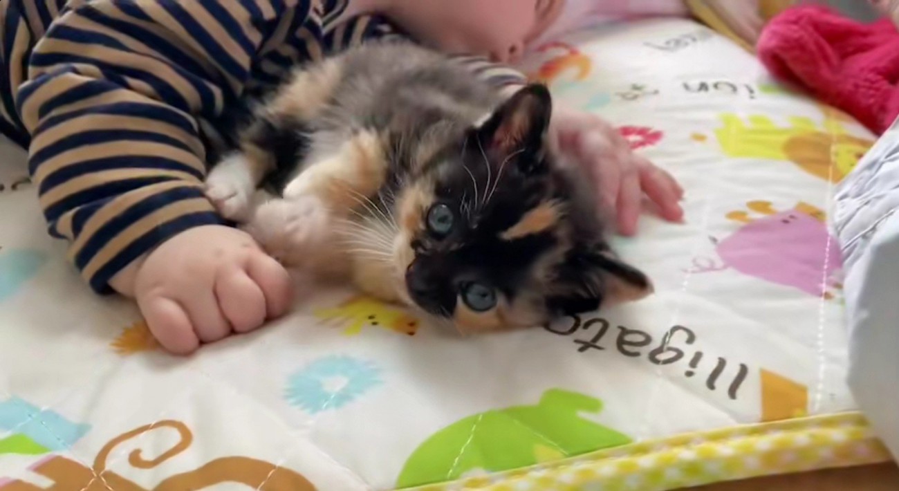 寝ている赤ちゃんと子猫