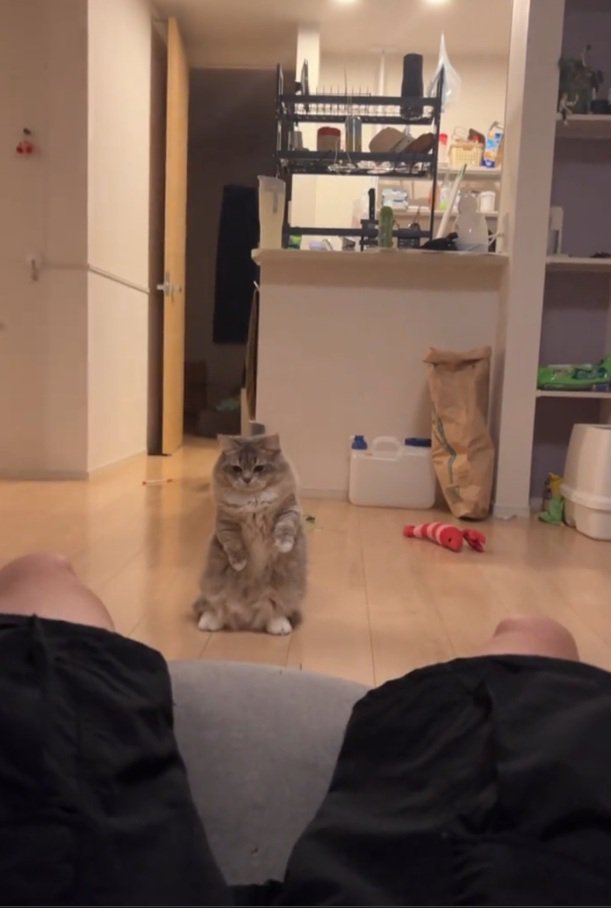 脚を見る猫
