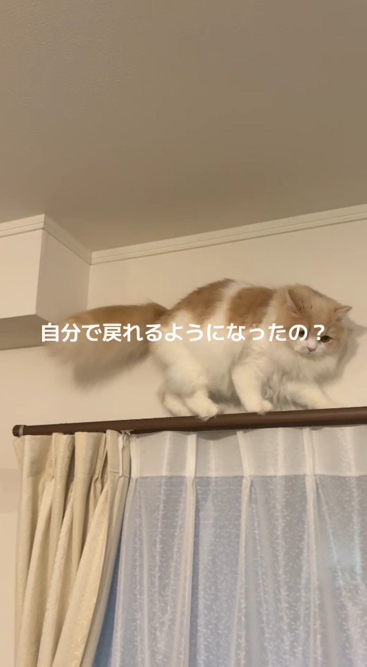 後ろ向きに歩く猫に話しかける女性