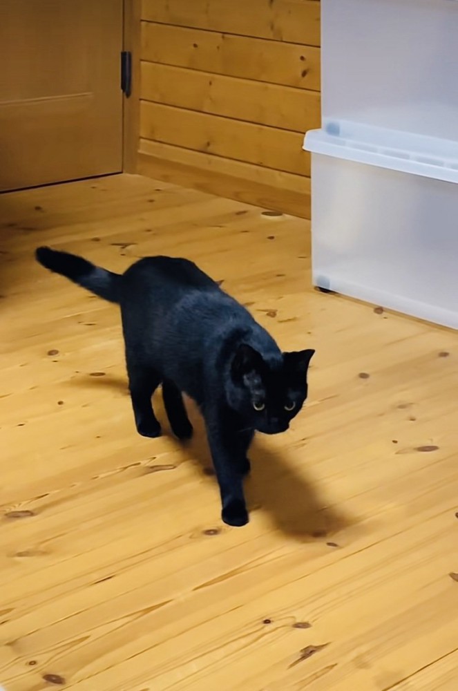 飼い主さんのほうに歩く黒猫