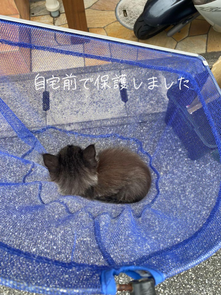 網の中にいる子猫