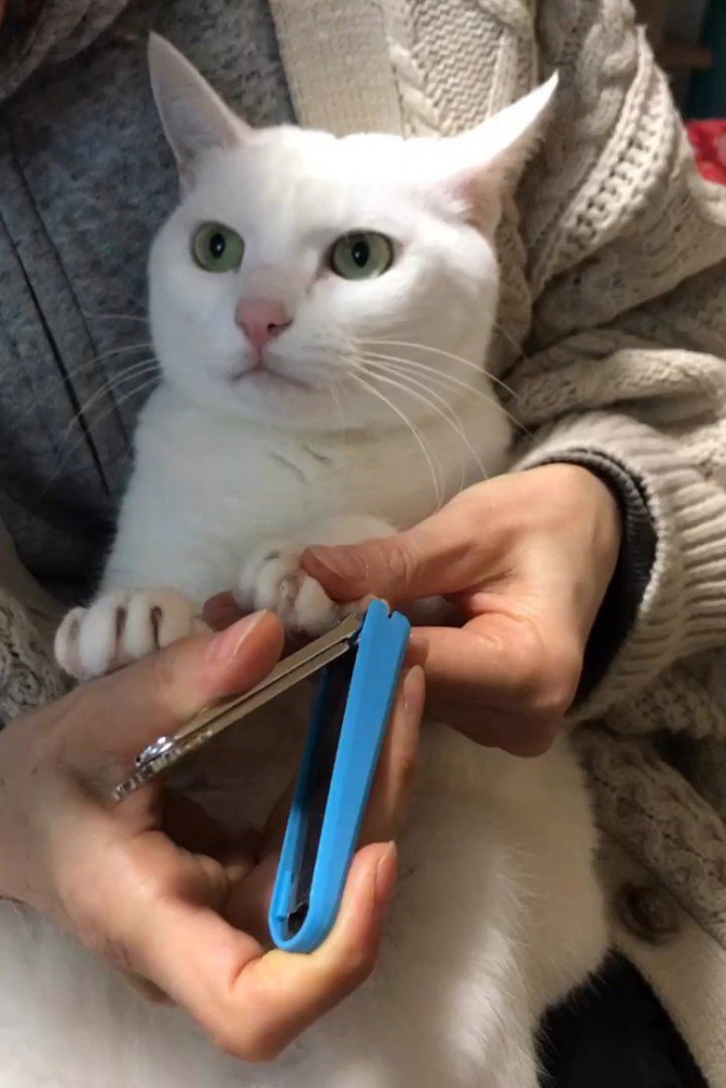 爪切り中の猫