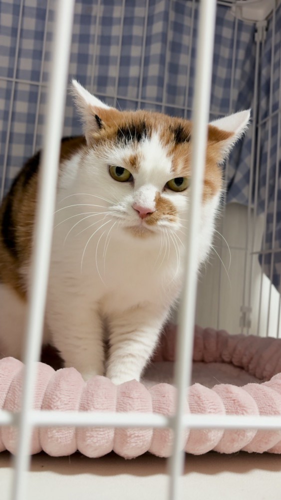 ケージの中からカメラを睨む猫