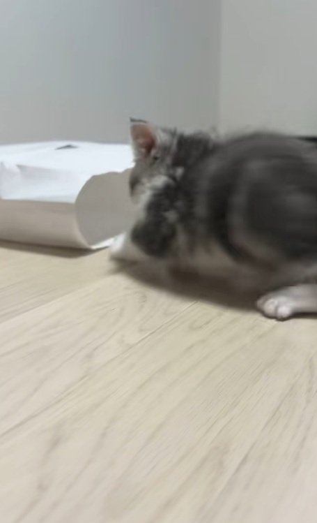 紙袋にむかうミヌエットの子猫