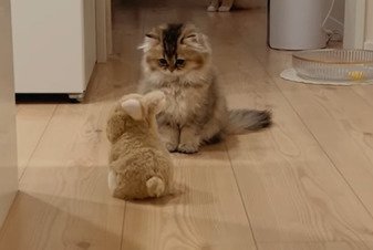 ロボを観察する猫
