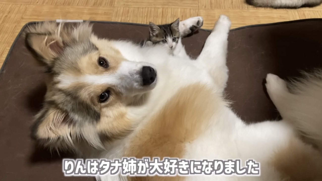 「りんはタナ姉が...」のテロップ写真