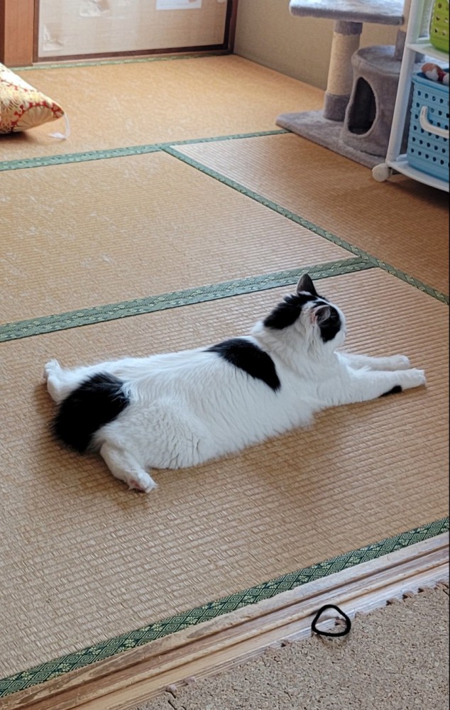 畳でくつろぐ猫