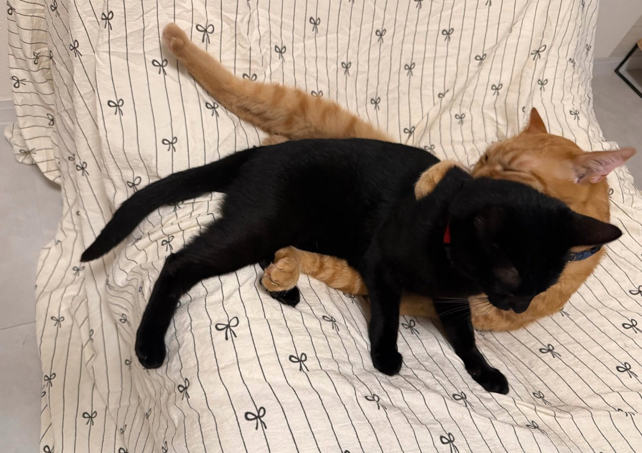 抱きしめ合う猫