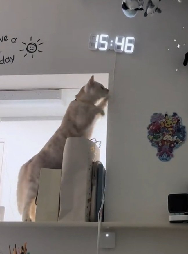 ぬいぐるみを取ろうとする猫