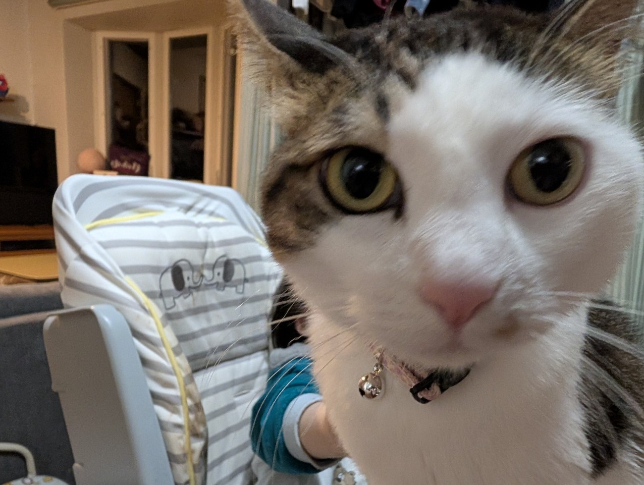 カメラに写り込んできたキジ白猫