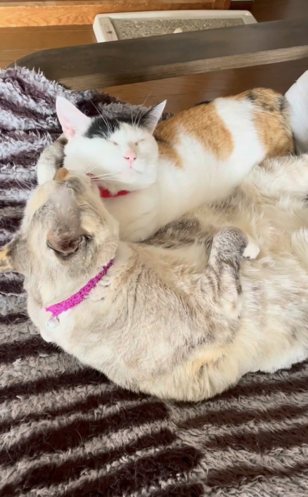 ベッドの上で三毛猫をグルーミングするミックス猫