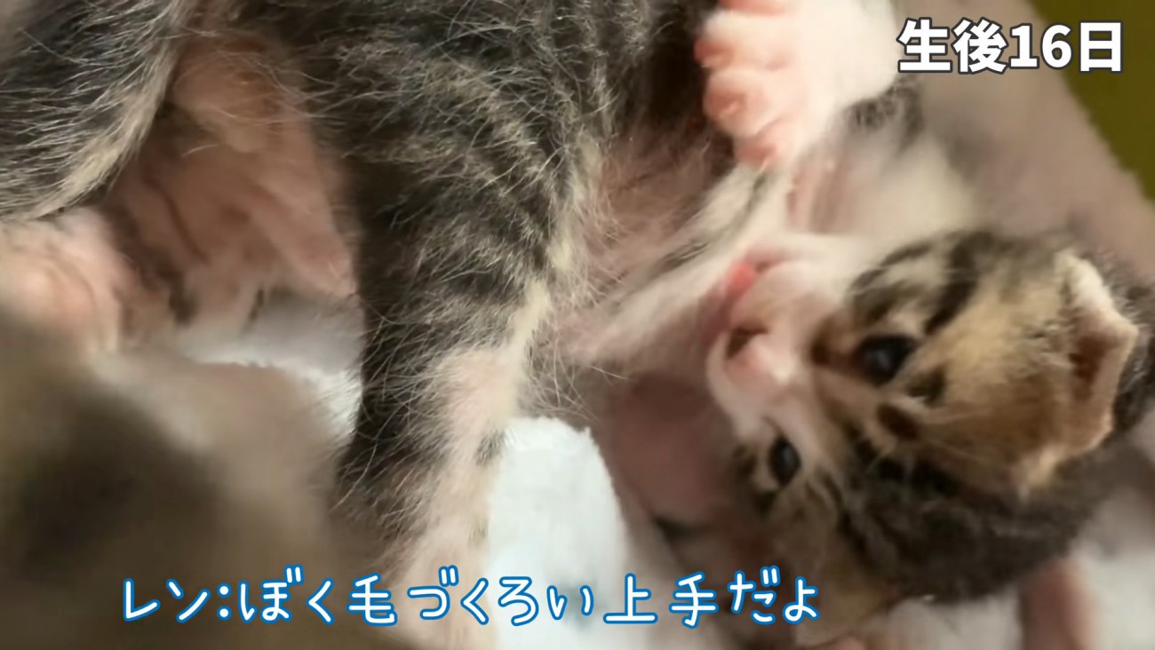 お腹をなめる子猫