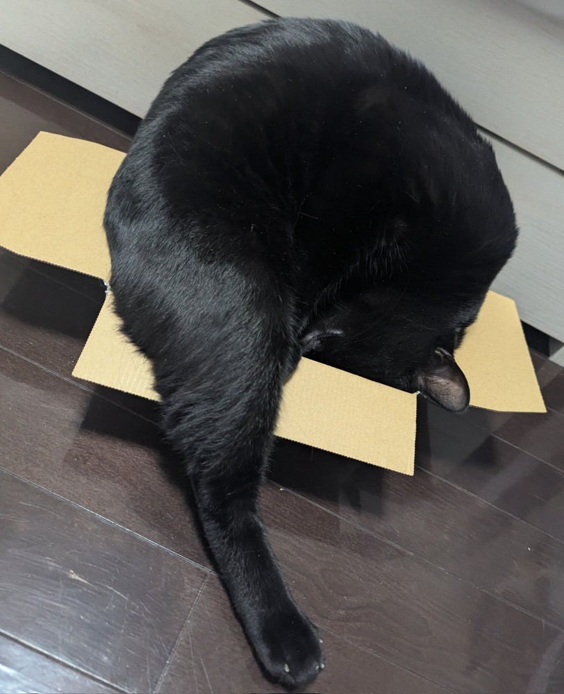 変なポーズの猫
