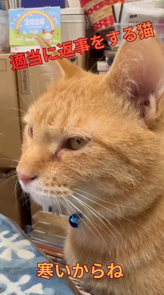 猫に外に出ないよう説得する女性