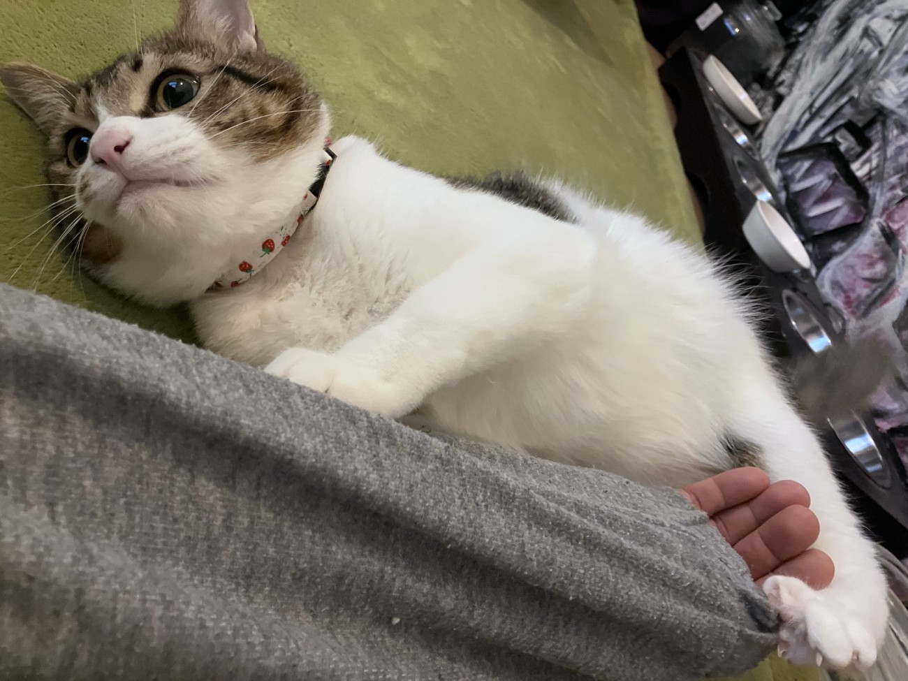 寝そべる猫