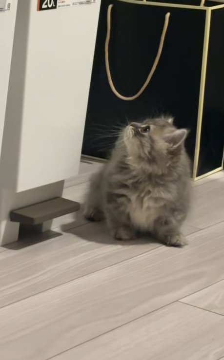 ごみ箱を見上げるミヌエットの子猫