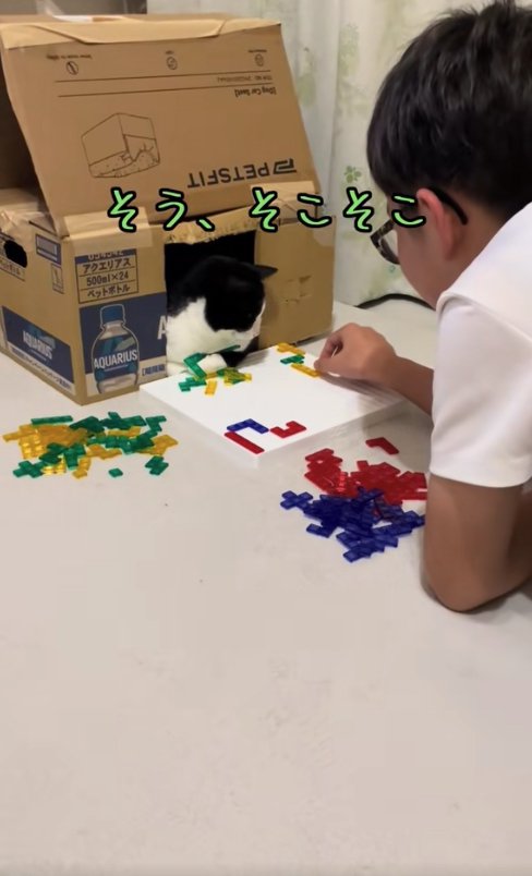 子どもとボードゲームをしている猫