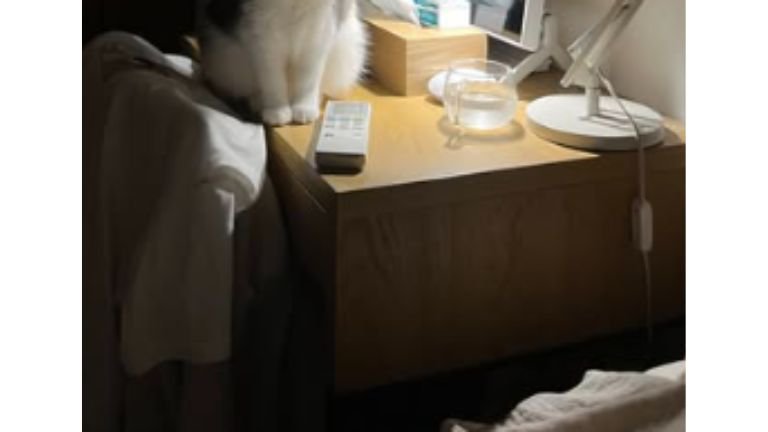 暗い部屋にいる猫
