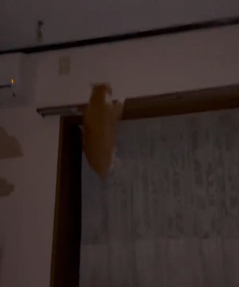 落ちそうになる猫