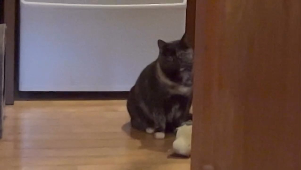 座って部屋をのぞく猫