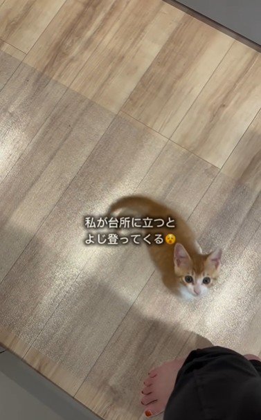 人の足元で鳴いている子猫