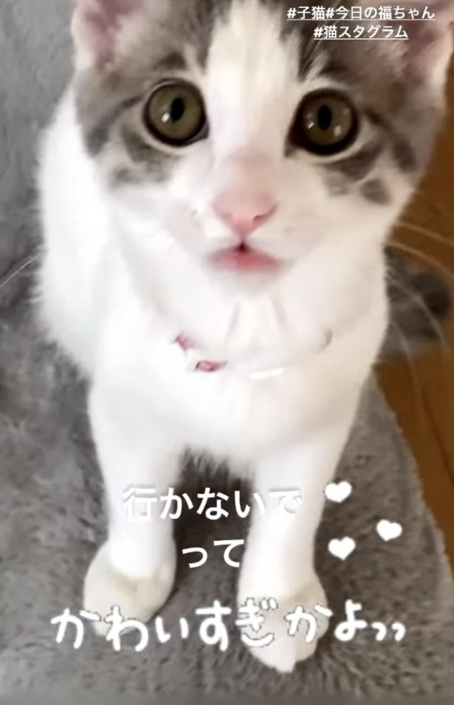 ママを見ながら鳴く子猫