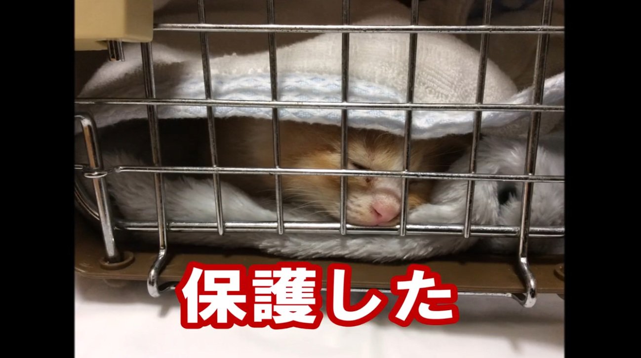 ケージの中の子猫